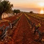 Primitivo di Manduria 2026: qualità e calo dei volumi