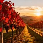 Vendemmia 2026 nell’Astigiano: qualità e reddito