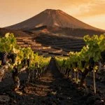 Pompei: la vendemmia torna nei vigneti del Parco